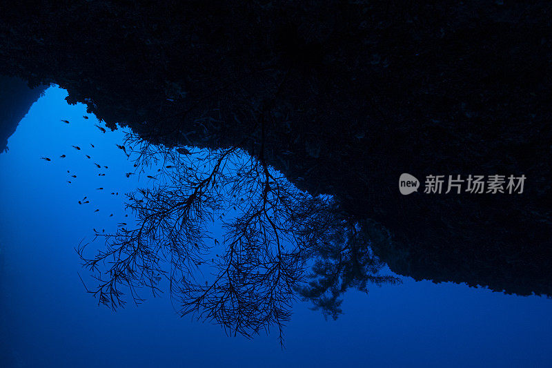 密克罗尼西亚帕劳蓝洞的海洋生物