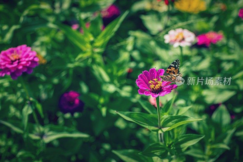 在花丛中各种粉红色的百日菊