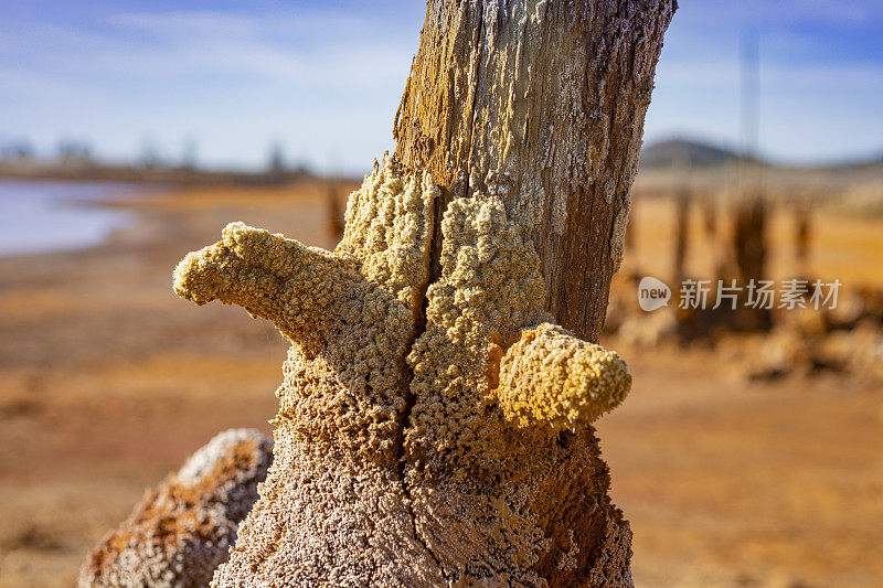 Gossan水库-有毒废物，奇妙的晶体形成，建立在以前的树木周围，Huelva