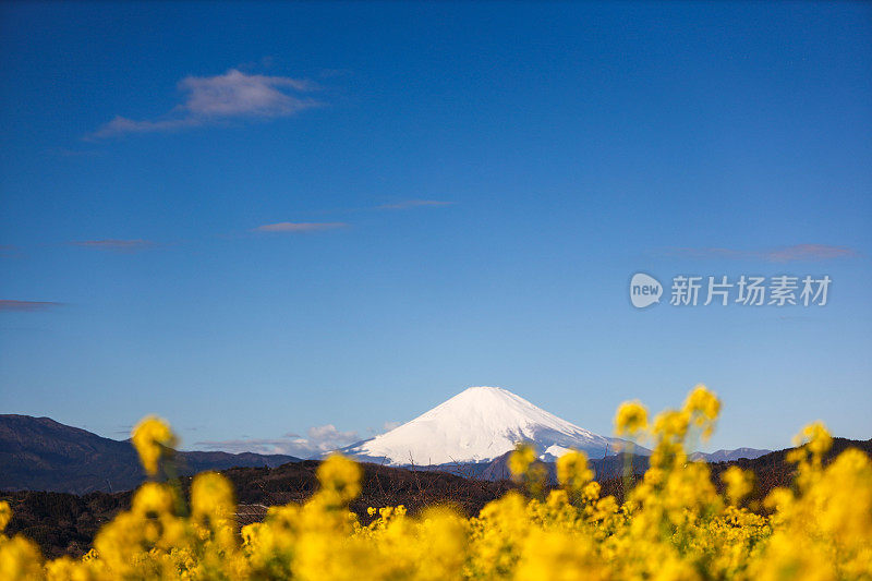 富士山油籽开花