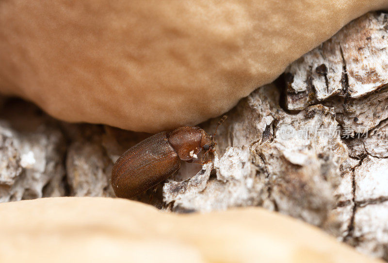 顺式，生于生于落叶木材上的蘑菇上的木耳甲虫