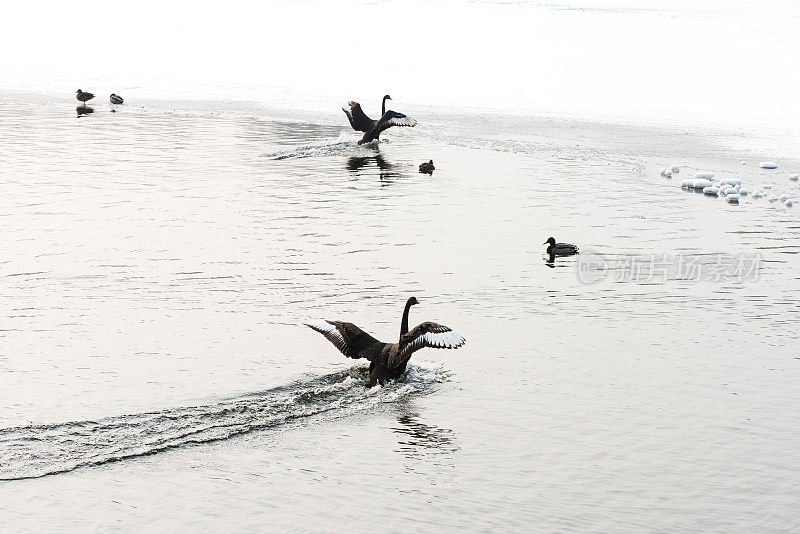黑天鹅在冰湖中游泳