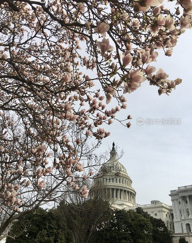 华盛顿特区国会山附近的樱花