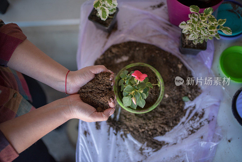 在家种花