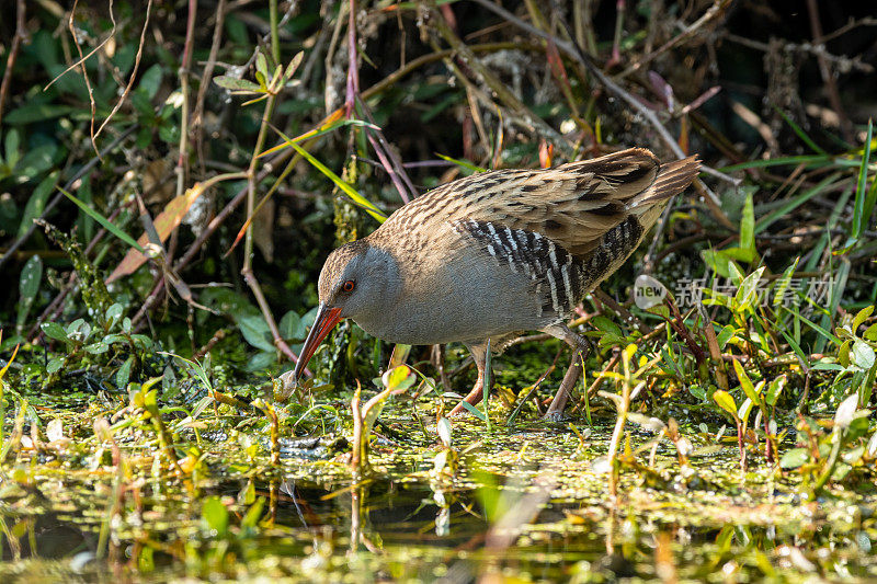 水轨或水鸟是一种冬季候鸟，在keoladeo国家公园湿地或bharatpur鸟类保护区，拉贾斯坦邦，印度