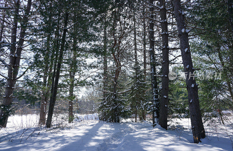 松树和冷杉林在冬天的时候有一层厚厚的雪