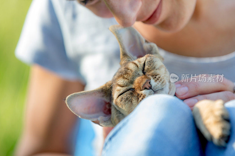 小猫放松和享受被女性宠物主人抚摸的特写-库存照片