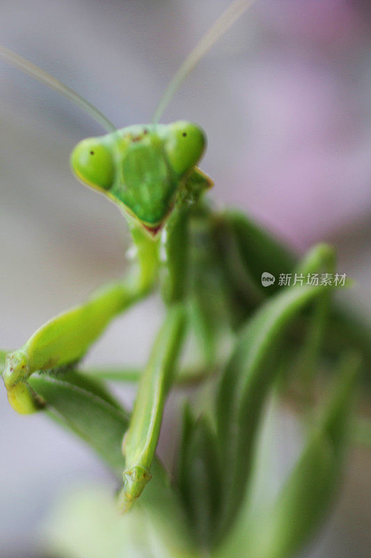 近距离拍摄的三角形头部和明亮的绿色螳螂昆虫坐在树叶上凸出的眼睛，聚焦在前景