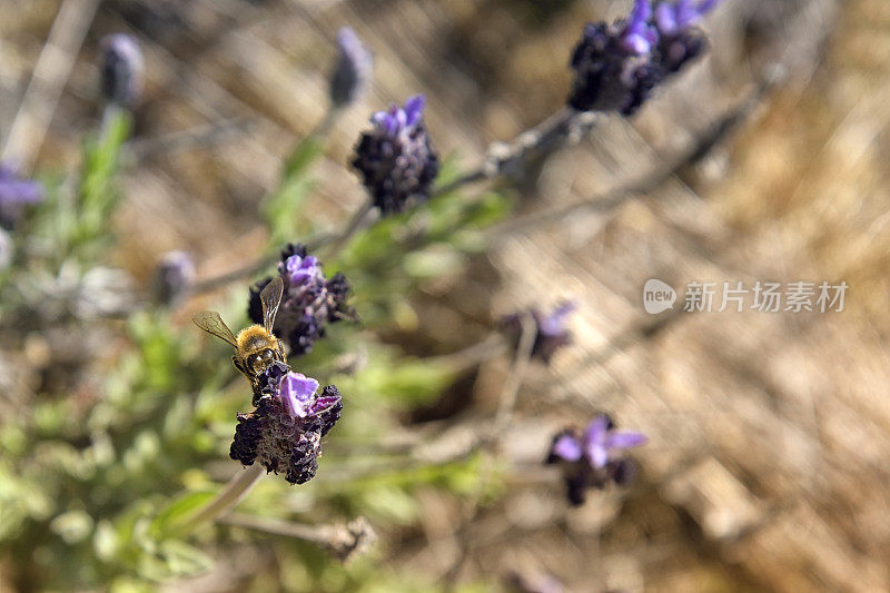 蜜蜂与薰衣草“笨蛋”