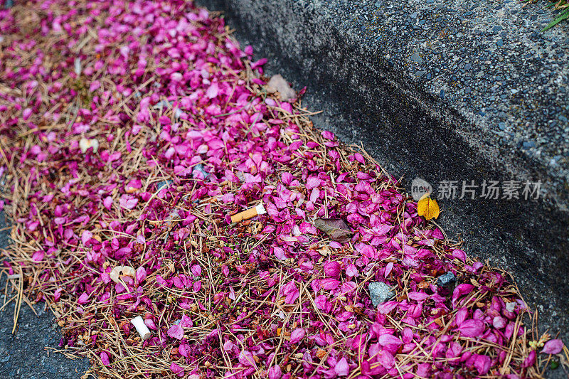 水沟里的花