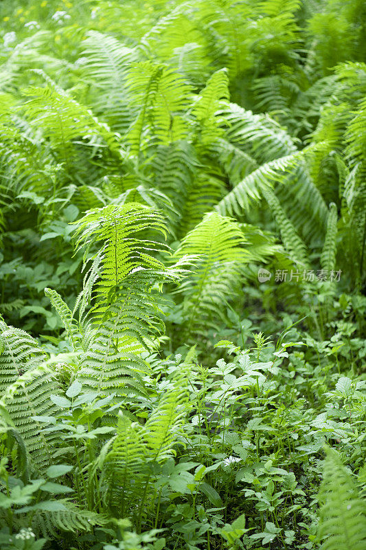 在晚春或初夏的蕨类和其他植物茂盛的新鲜的绿叶