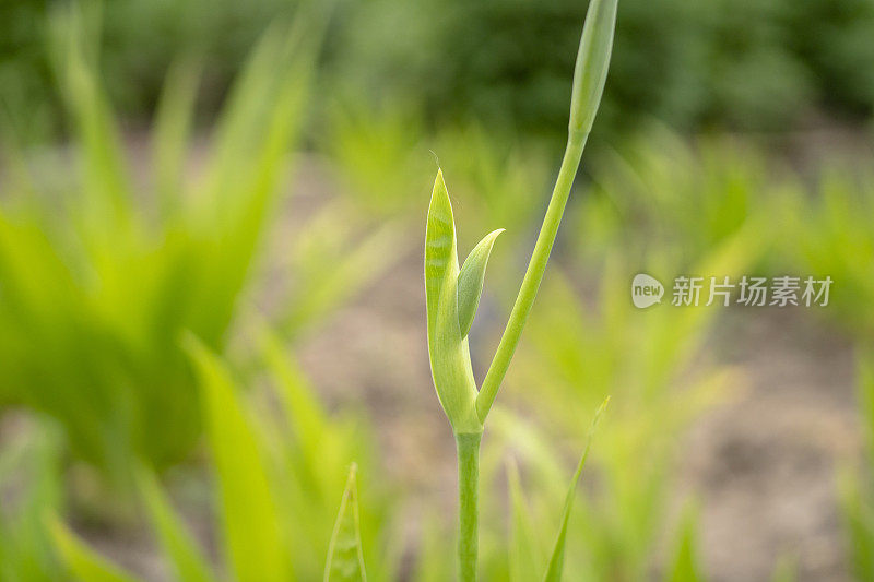 野草的叶子和茎