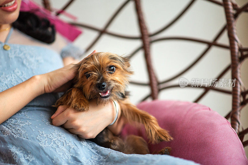 一个女人在秋千上抚摸一只可爱的茶杯约克郡犬