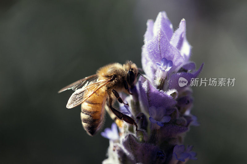 蜜蜂和薰衣草