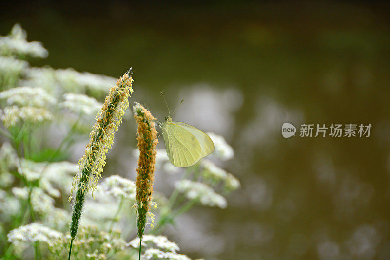 草地上的小白狐尾。