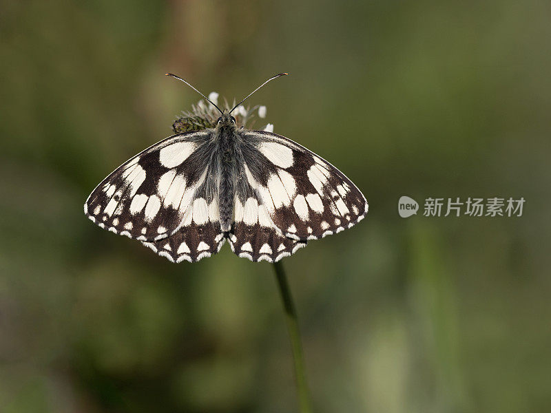 大理石白蝴蝶(黑蝶)