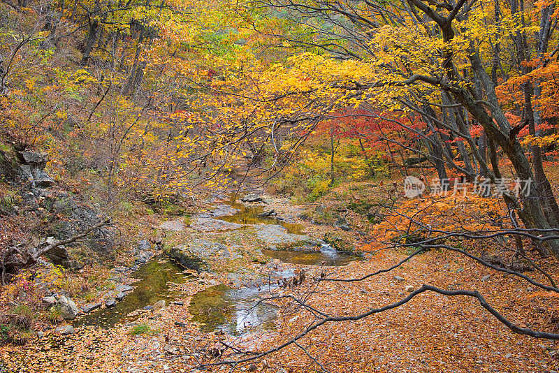 韩国秋景