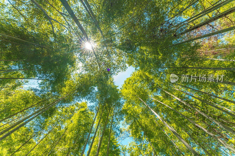 阳光下的大片竹林