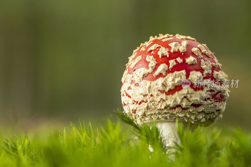 在一个美丽的秋天，在覆盖着苔藓的森林地面上飞木耳或飞鹅膏