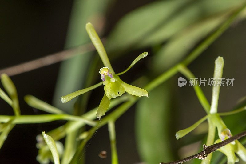 中心绿飞兰花宏