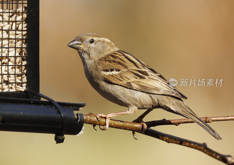 家麻雀(家养雀鸟)喂养餐桌上的雌性