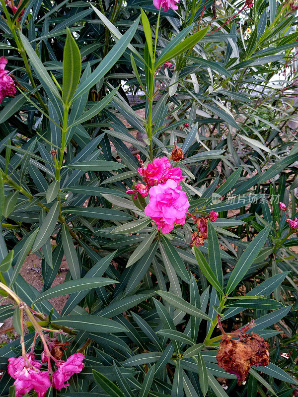 在花园里种植夹竹桃