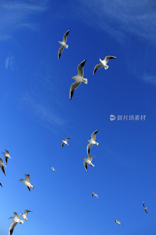 一群海鸥飞过晴朗的天空