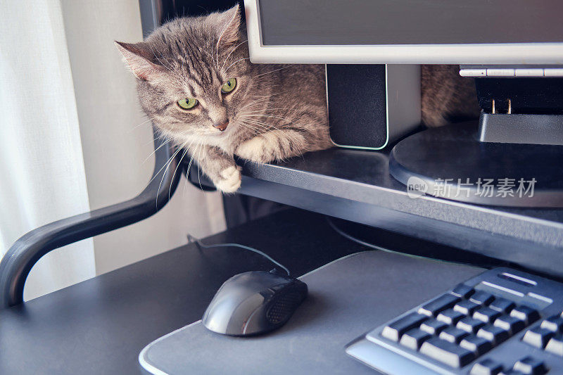 宠物躺在家里电脑显示器后面的桌子上，上面有键盘和鼠标。由于病毒大流行，隔离和在家工作