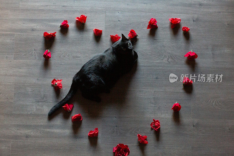 从上往下看，黑猫走过木地板上排列成心形的红花