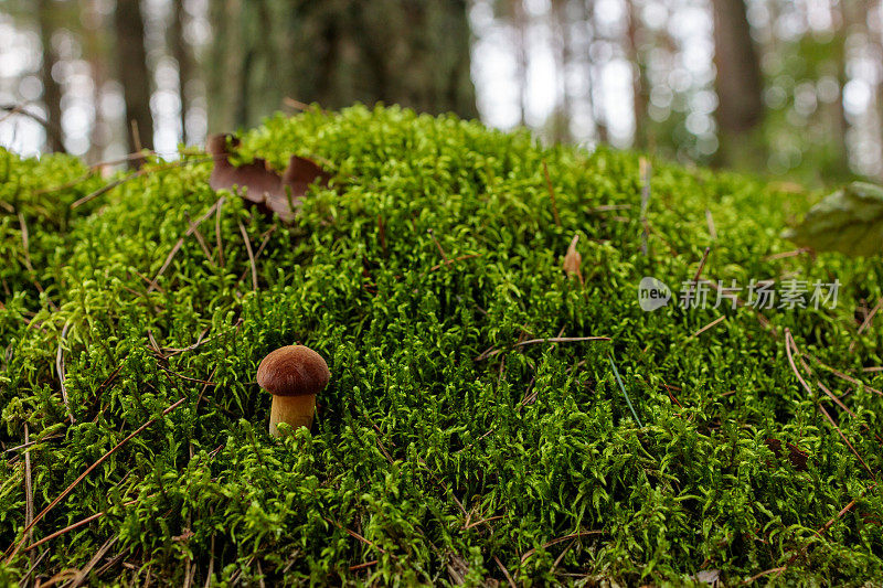 森林中苔藓中的小海湾蘑菇