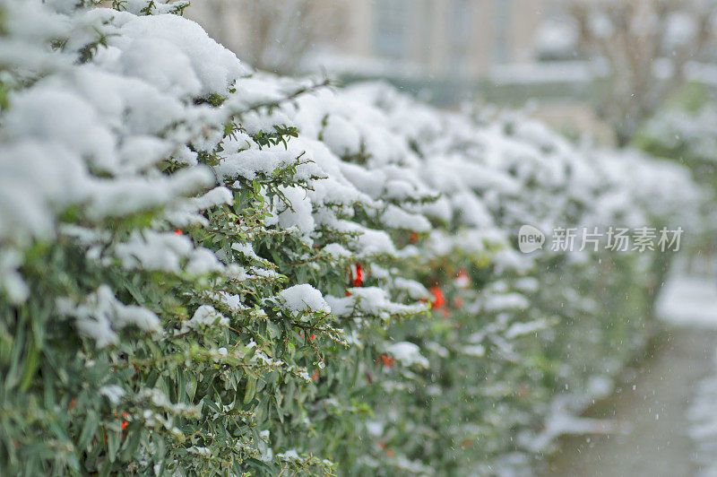 树枝上的雪-冬天的背景。