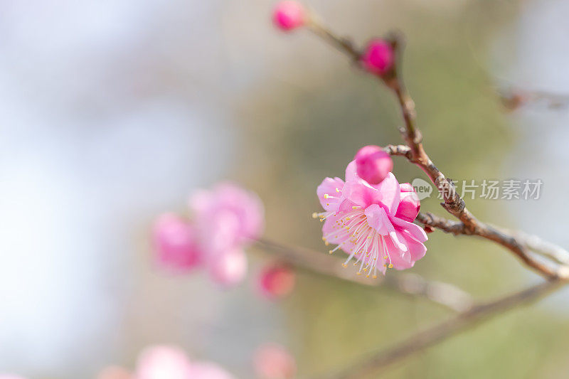 桃李在早春开花