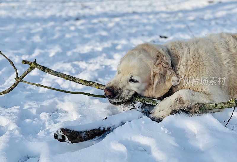 雪中的金毛寻回犬