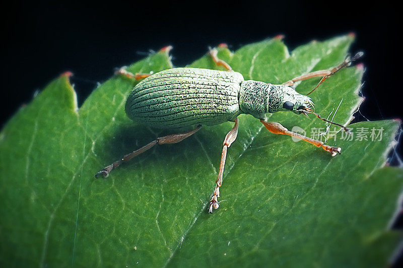 淡绿色象鼻虫昆虫