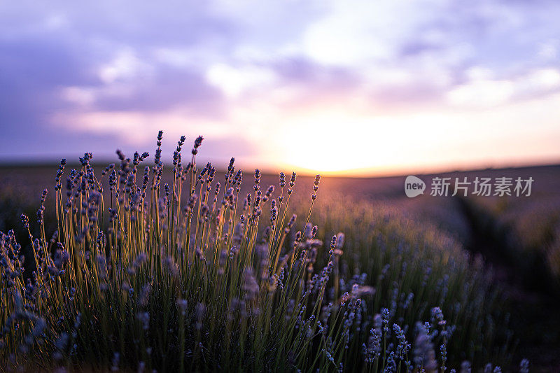 夕阳下的薰衣草田