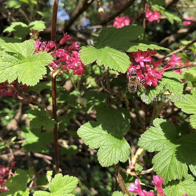 4月，蜜蜂在开花的醋栗灌木上