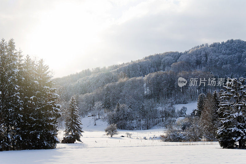 日落时，高山被雪覆盖的山林