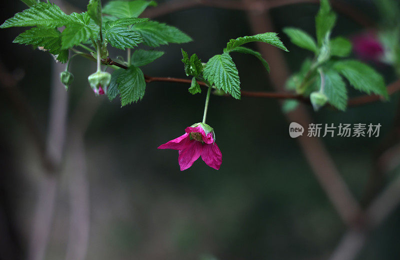 森林里的树莓花