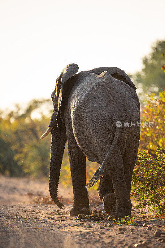 非洲公象穿过荆棘丛生的灌木丛