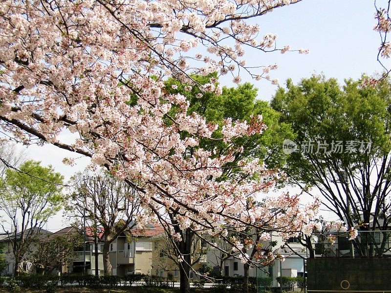 日本。3月底。到处都是樱花。