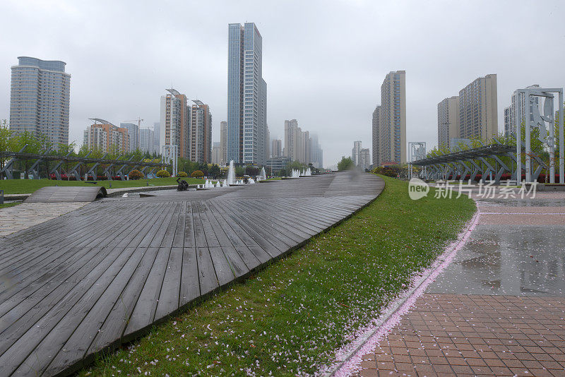 中国山东省日照市，花儿在春雨中绽放