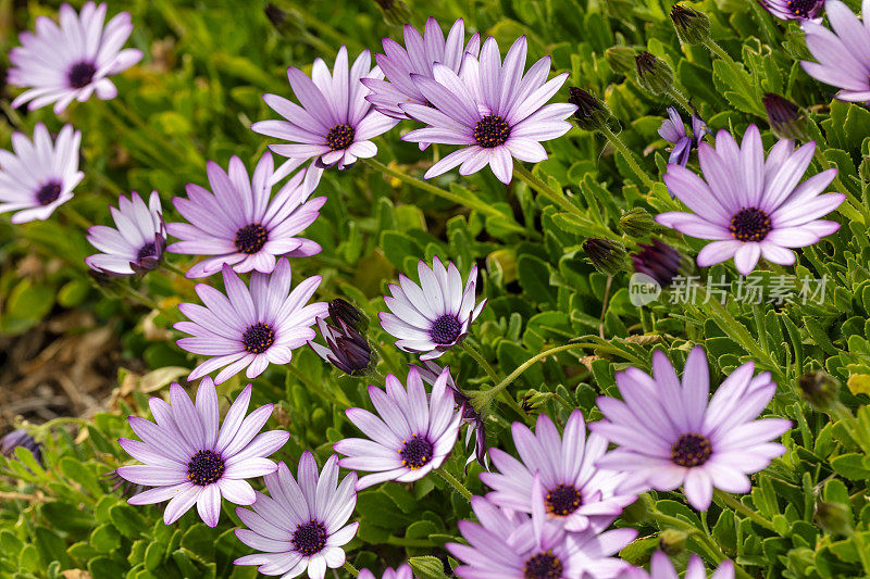 紫破骨菊，二形花，非洲雏菊花