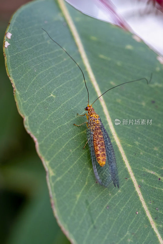 爱蚂蚁的草蛉虫(白翅虫族)