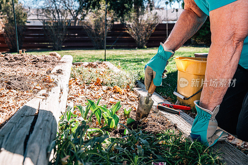 快乐的资深白人妇女的手使用园艺铲和戴着保护手套在她的后院花园挖掘老树叶