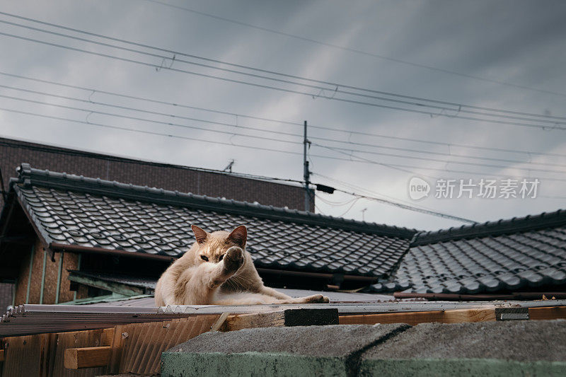 屋顶上的猫(彩色的)