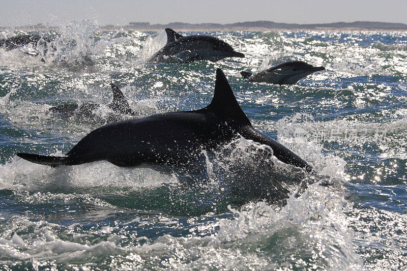 在南非的福斯湾观察到的一群长喙普通海豚，鸭嘴海豚