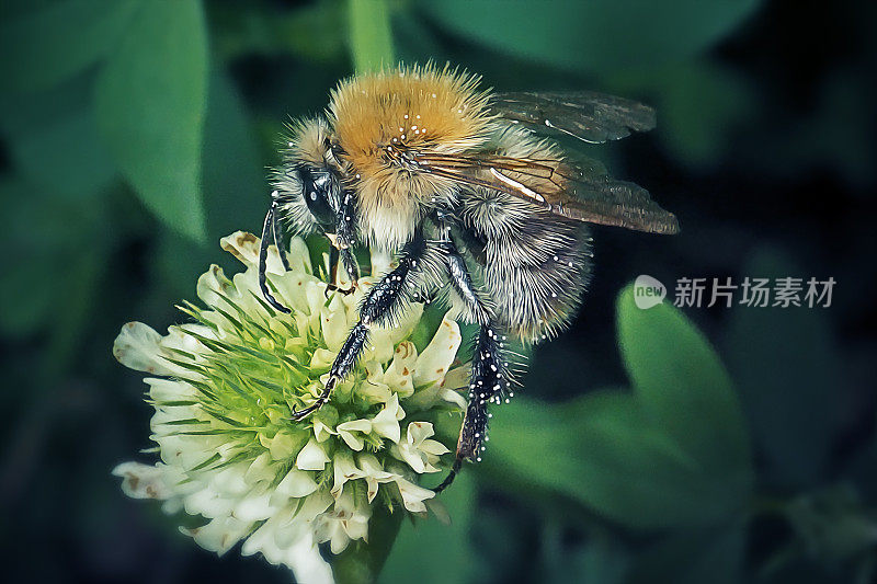 三叶草花上的蜜蜂昆虫