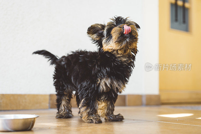 饥饿的约克郡小猎犬正在吃他的晚餐