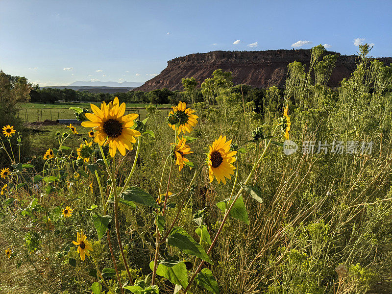 2021年夏末，犹他州南部格拉夫顿路的洛克维尔，草地围栏和灌溉渠边的野生向日葵