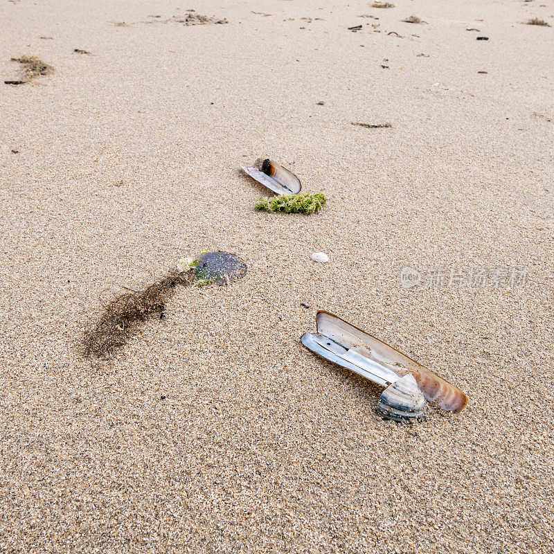 丹麦北海海岸的细沙底，有贻贝和海藻